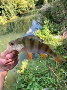 European Perch