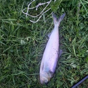 Twaite Shad