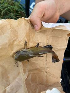 Black Bullhead