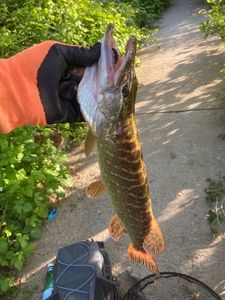 Northern Pike