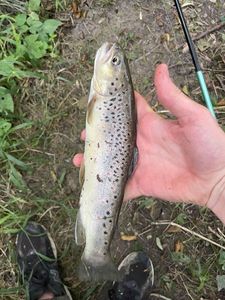 Brown Trout