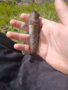 Round Goby