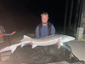 Sturgeon