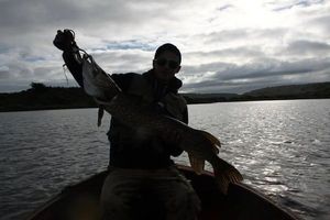 Northern Pike