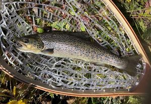 Brown Trout