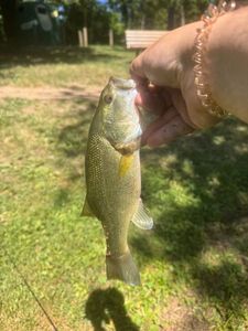 Largemouth Bass