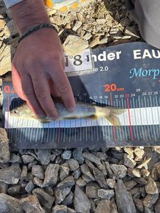 Arctic Char