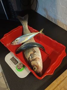 European Bass (Seabass)