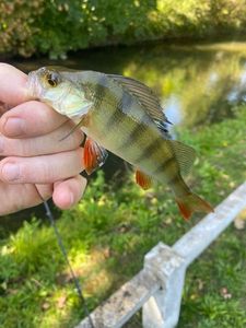 European Perch