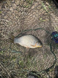 Crucian Carp