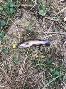 Black Bullhead