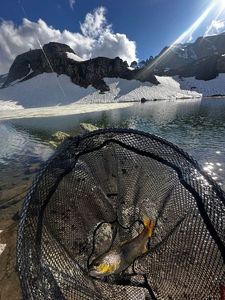 Brown Trout