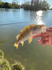European Perch