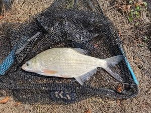 Common Bream