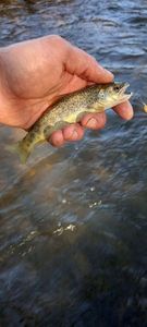 Brown Trout