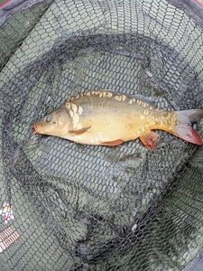 Mirror Carp