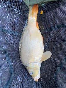 Leather Carp