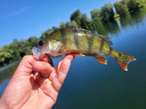 European Perch