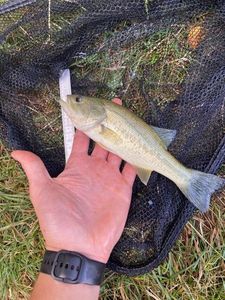 Smallmouth Bass