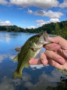 Largemouth Bass