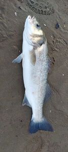 European Bass (Seabass)