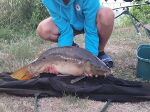 Mirror Carp