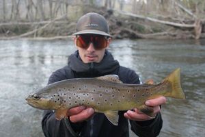 Brown Trout