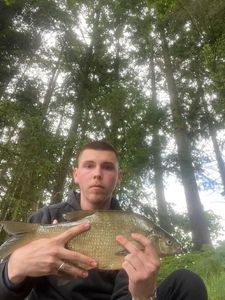 Common Bream
