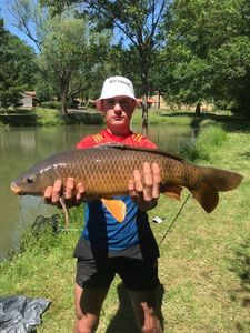 Common Carp