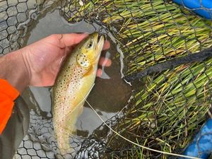Brown Trout