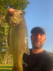 Largemouth Bass