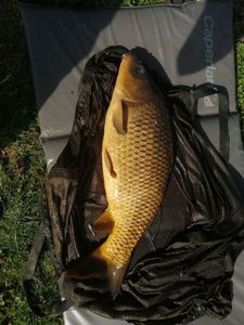 Common Carp