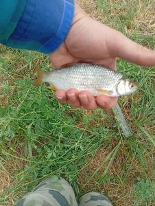 Roach
