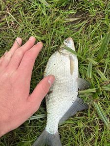 Common Bream