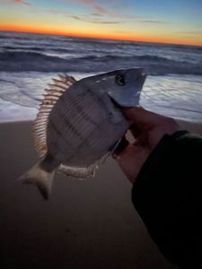 White Seabream