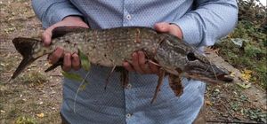 Northern Pike