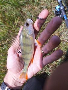 European Perch