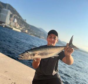 Atlantic Bonito
