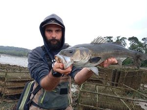 European Bass (Seabass)