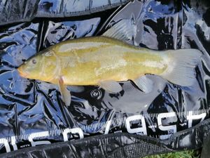 Tench