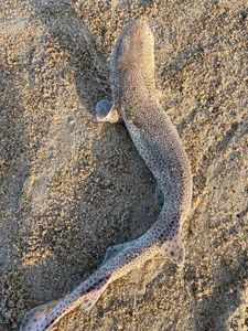 Lesser Spotted Dogfish (Small Spotted Catshark)