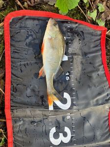 European Perch