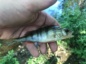 European Perch