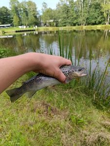 Brown Trout