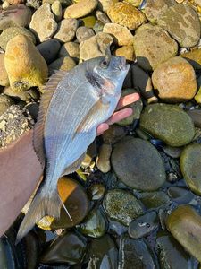 Gilthead Seabream
