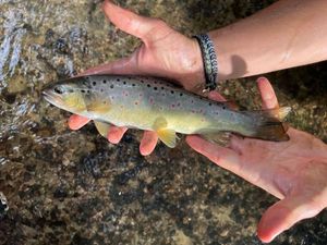 Brown Trout