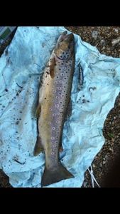 Brown Trout