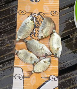 Annular Seabream