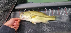 Largemouth Bass
