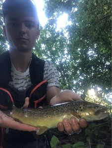 Brown Trout